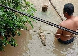 Nhìn thấy bóng dáng cá sấu dưới sông, cả xóm hoang mang không ngủ vì sợ nó bò vào nhà, nhưng ai mà ngờ được sự thật đằng sau nỗi sợ hãi lại vô cùng nực cười