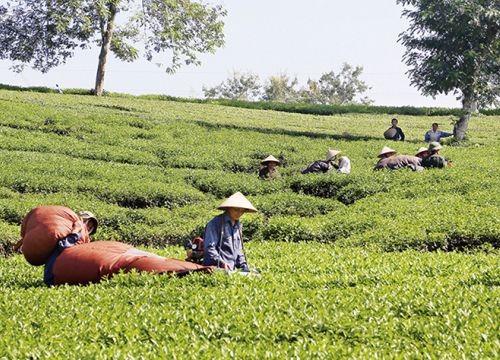 Phú Thọ giảm nghèo bền vững vùng đồng bào dân tộc thiểu số