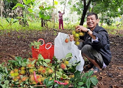 Bất ngờ: Chôm chôm trồng được ở Quảng Trị, đã thế trái sai "phát hờn"