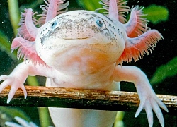 Các nhà khoa học xác định hai gene chính để tái sinh của "khủng long 6 sừng" Axolotl