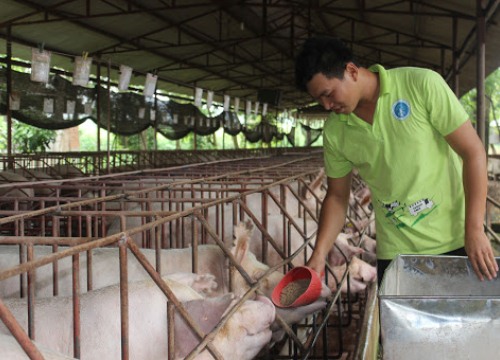 Giá heo hơi hôm nay 3/2: Mất đà tăng, nhập thêm 100.000 tấn thịt