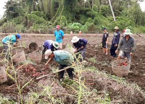 Kiên Giang: Khoai lang tốt bời bời, rủ nhau đi đào, thu tiền tỷ