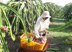 NÓNG: Họp khẩn về XK nông sản sang Trung Quốc thời virus corona