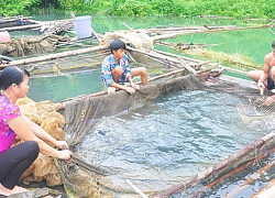 Nuôi cá ngon ở lòng hồ giúp nông dân Na Hang khá giả