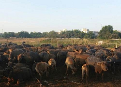 Ông tỷ phú "du mục" chăn đàn trâu hơn 200 con ở tỉnh Phú Yên