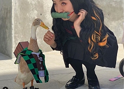 Tito the Ducky chú vịt phá đảo thế giới cosplay nhờ thần thái ngút ngàn