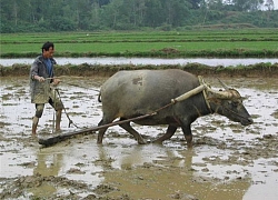 Vũ khí "sống" của Việt Nam khiến giặc phương Bắc hãi hùng