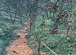 Cam sành Hà Giang rụng kín vườn, người dân điêu đứng