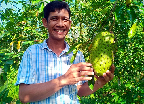 Đưa mãng cầu xiêm ra ruộng lại làm cả trà hữu cơ, không đủ bán