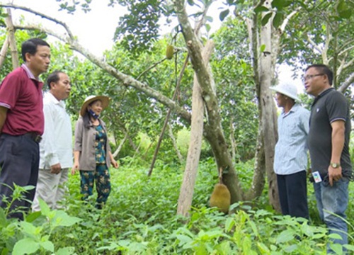 Quảng Nam: Biến vườn rậm rạp, tạp nham thành vườn vài trăm triệu