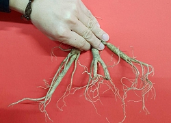 Bộ sưu tập sâm Hoàng Thất giá tiền tỷ của đại gia Hà thành