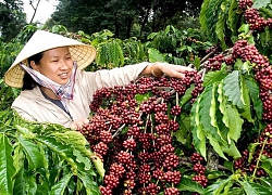 Giá cà phê hôm nay 5/2: Tiếp tục giảm 200 đồng/kg toàn Tây Nguyên