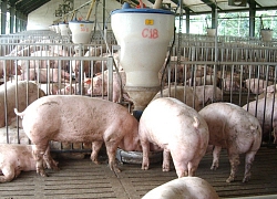 Giá heo hơi hôm nay 5/2: Tăng nhẹ ở miền Nam, heo giống 2 triệu/con