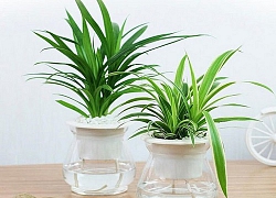 Những quan niệm về phong thủy nhà ở sai bét nhè