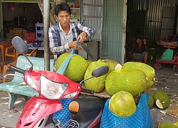 Nông sản miền Tây rớt giá thê thảm