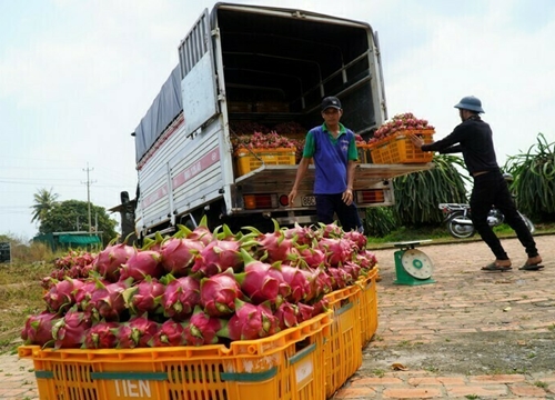 Nông sản Việt kêu cứu vì virus corona