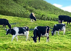 Lợi nhuận năm 2019 giảm sâu, GTNFoods (GTN) lên kế hoạch lãi năm 2020 gấp gần 8 lần