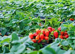 Trắc nghiệm tính cách: Chỉ số ngoại tình của bạn là bao nhiêu?