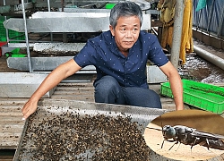 Trồng "cây độc", nuôi "con lạ", nhiều nông dân miền Tây hốt bạc