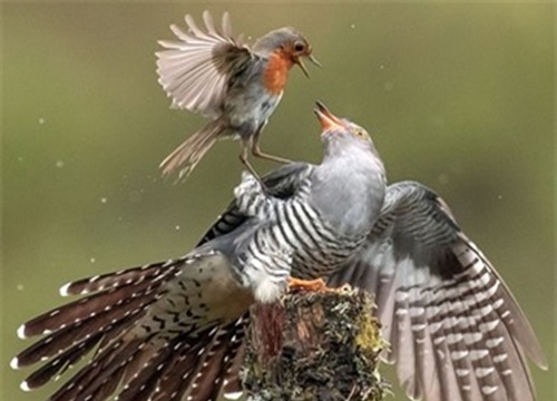 Cái kết 'hả hê' cho tu hú khi chuyên đi giết con của loài khác