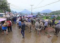 Chợ trâu Bắc Hà