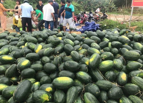 Chung tay giải cứu dưa hấu trong cơn "bão" Corona