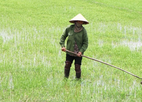 Đạo ôn, chuột đồng "tấn công" hàng trăm héc-ta lúa xuân Hà Tĩnh