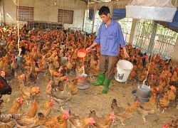 Độc lạ: Gà ăn thảo dược vừa phòng cúm A/H5N1, vừa bán được giá cao