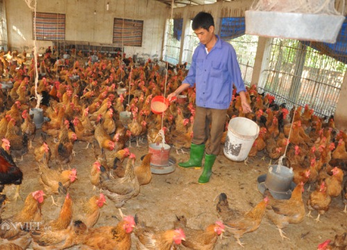 Độc lạ: Gà ăn thảo dược vừa phòng cúm A/H5N1, vừa bán được giá cao