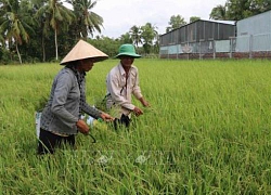 Hơn 50.000 ha lúa Đông Xuân của Trà Vinh thiếu nước ngọt