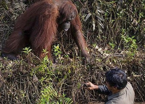 "Cứu vật, vật trả ơn": đười ươi vươn tay muốn kéo người đàn ông dưới bùn