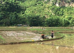 Mai Châu: Nông dân thung lũng du lịch náo nức đi cấy đầu xuân