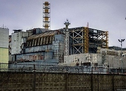 Nấm ăn bức xạ được tìm thấy trong lò phản ứng hạt nhân Chernobyl