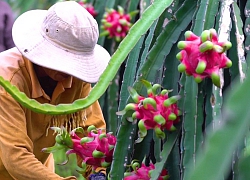 Sau mít, thanh long, tới lượt giá xoài "chìm nghỉm" vì virus Corona