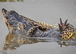 Trăn Anaconda và cá sấu ác chiến 'kịch liệt' và cái kết 'không có hậu'