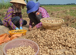 Trồng khoai lùn còn gọi sâm lùn Thái, dân đào củ "hái" ra tiền