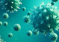 Brazil phát hiện virus chưa từng gặp, Nigeria cảnh báo căn bệnh kỳ lạ