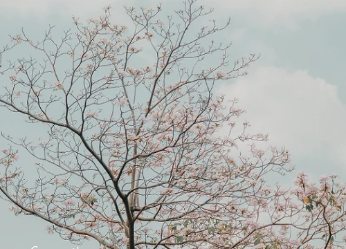 Chùm ảnh: Sài Gòn trở nên khác lạ khi hoa Kèn hồng vào mùa nở rộ, nhưng lạ thay đến hơn một nửa người Sài Gòn chẳng biết đến sự tồn tại của loài hoa này?