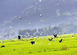 Cò nhạn quý hiếm xuất hiện ở vùng Bảy Núi An Giang