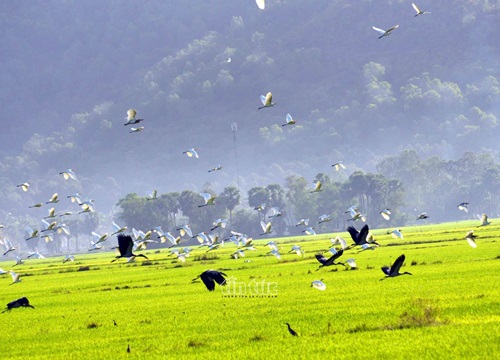 Cò nhạn quý hiếm xuất hiện ở vùng Bảy Núi An Giang