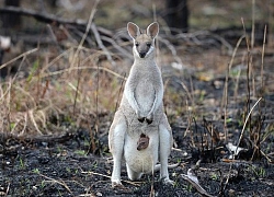 Cùng ngắm sự sống hồi sinh sau đám cháy ở nhiều cánh rừng Australia