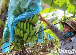 Giá chuối tăng lên 11.500 đồng/kg, thương lái đặt mua cả chuối non