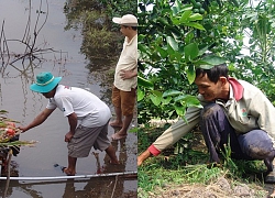 Hạn mặn kỷ lục, "cắn răng" mua nước giá 10.000 đ/m3 để... tưới chanh