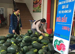 Hội NDVN giúp nông dân Gia Lai tiêu thụ 383 tấn dưa hấu