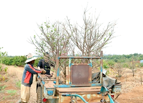 Làm giàu nhờ cây mai rừng