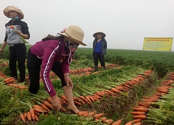 Nông dân Đức Chính chia sẻ kĩ thuật trồng cà rốt to, đẹp xuất khẩu