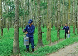 Phát triển Đô thị và Khu công nghiệp Cao su Việt Nam (VRG): Lợi nhuận tăng 1.785%