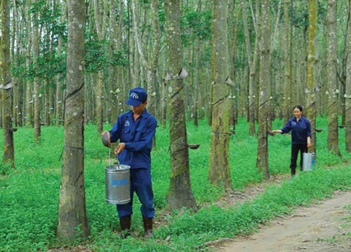 Phát triển Đô thị và Khu công nghiệp Cao su Việt Nam (VRG): Lợi nhuận tăng 1.785%