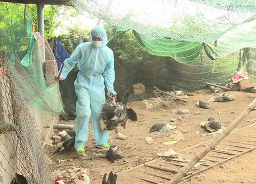 Dịch cúm A/H5N6, Thanh Hóa tiêu hủy 23.000 gia cầm