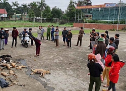 Thủ đoạn của 2 anh em, chó mèo ở Nghệ An chết hàng loạt